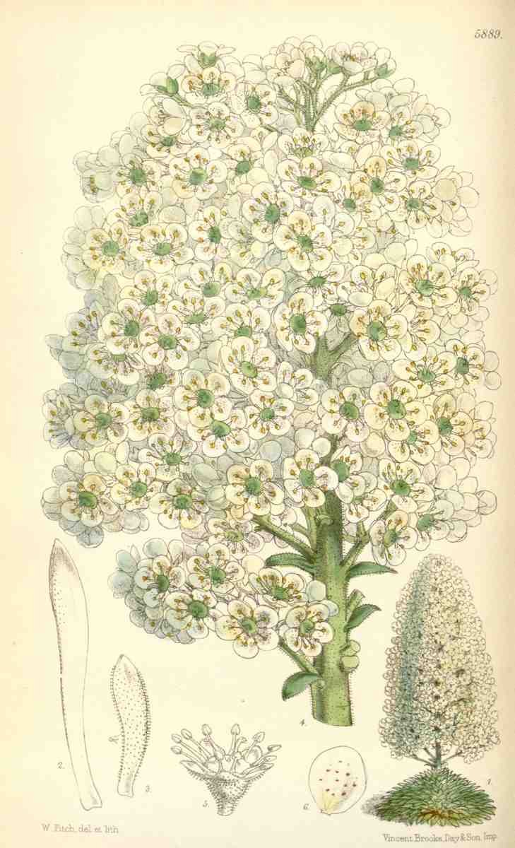 Curtis's botanical magazine