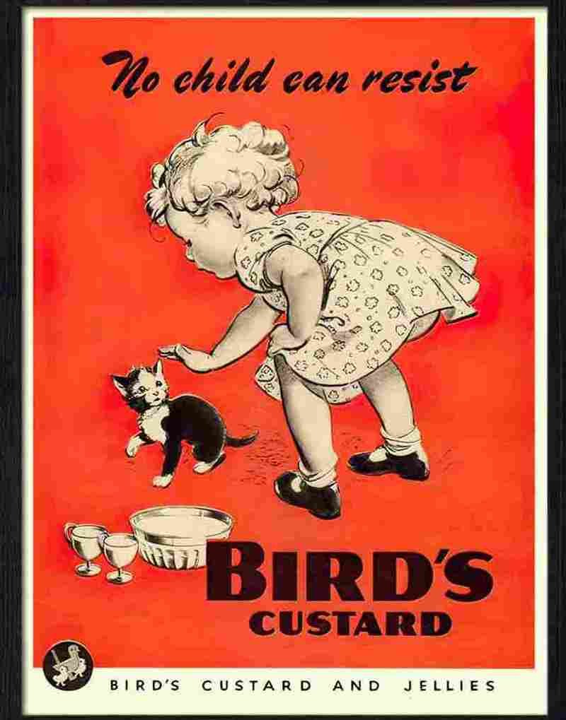 0 birds custard girl stroking kitten Advert A4 Photo Print