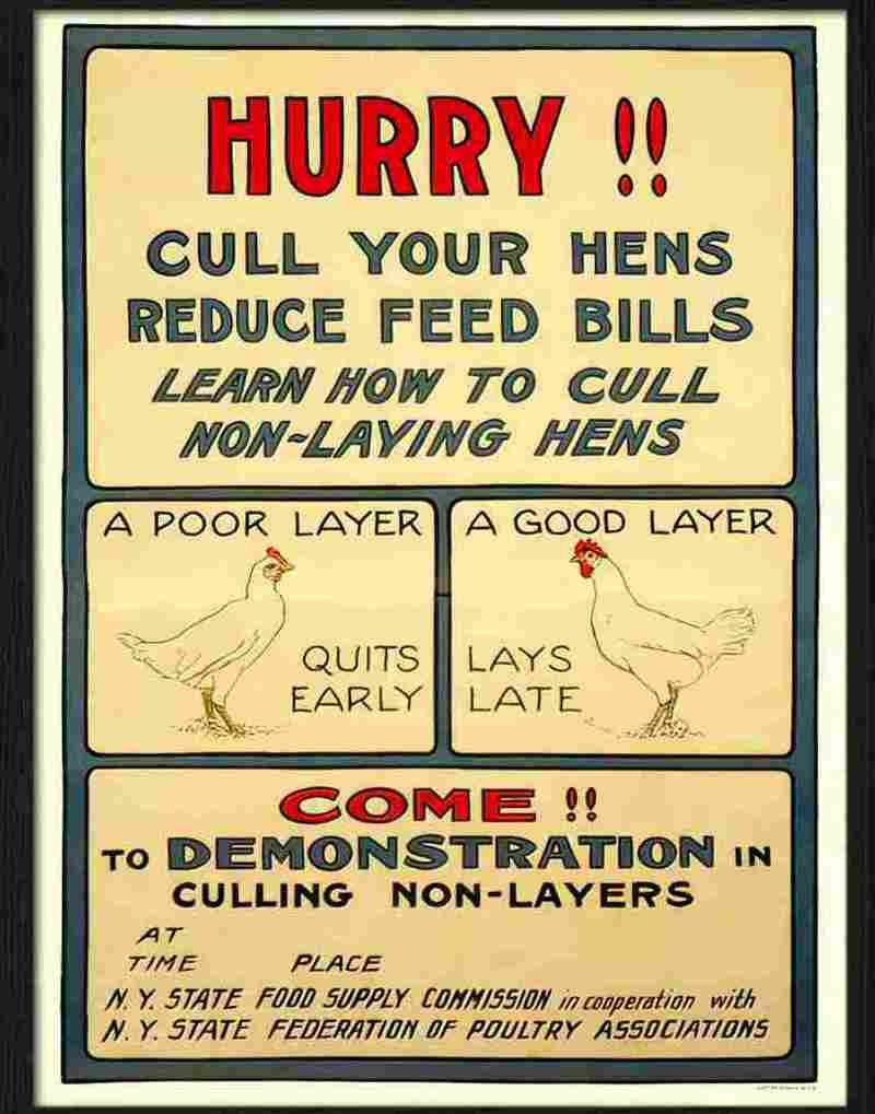 0 hurry cull your hens war poster Advert A4 Photo Print
