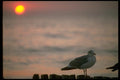 001004 Sun Behind Gull On Pilings A4 Photo Print