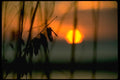 001012 Hazy Sunset Through Foliage A4 Photo Print