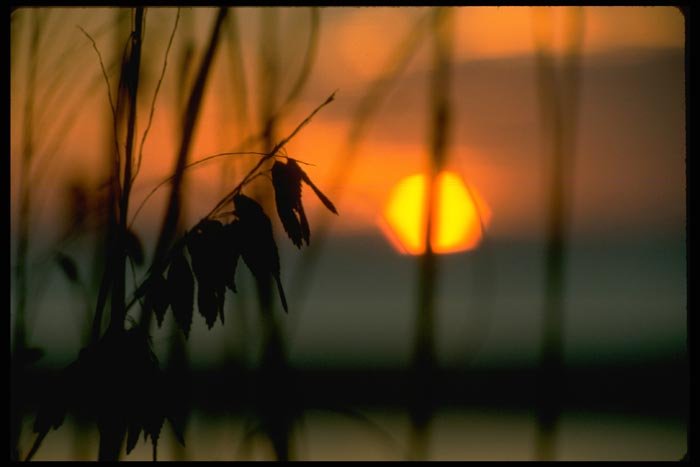 001012 Hazy Sunset Through Foliage A4 Photo Print