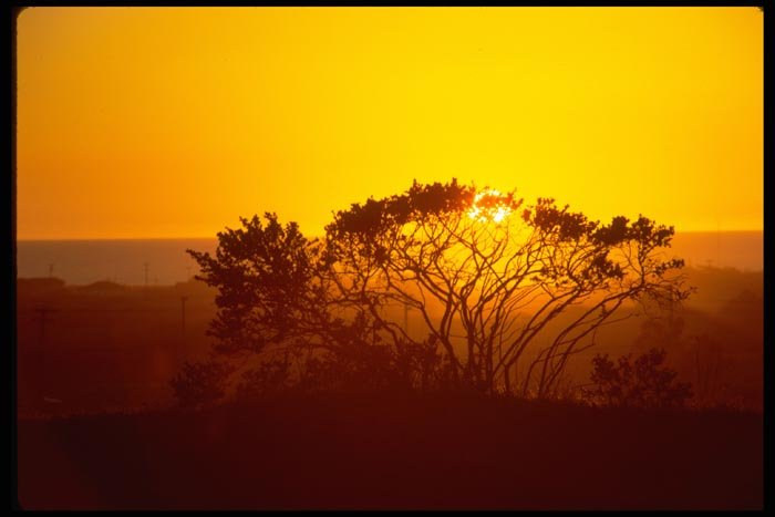 001015 Bright Yellow Sunset Caught Up In Tree Branches A4 Photo Print