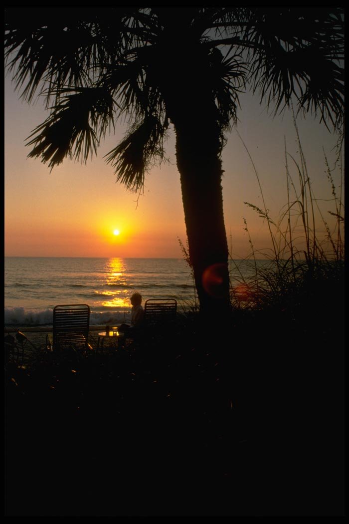 001018 Palm Fronds Over Sunset A4 Photo Print