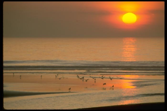 001039 Big Yellow Sun, Birds On Shore A4 Photo Print