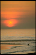 001044 Sun With Dog In Surf And Birds A4 Photo Print