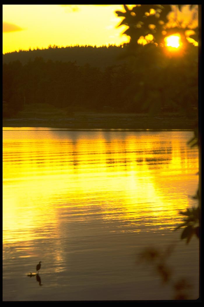 001056 Yellow Sun Through Park Trees A4 Photo Print