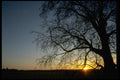001058 Small Yellow Sunset Through Small Branches A4 Photo Print