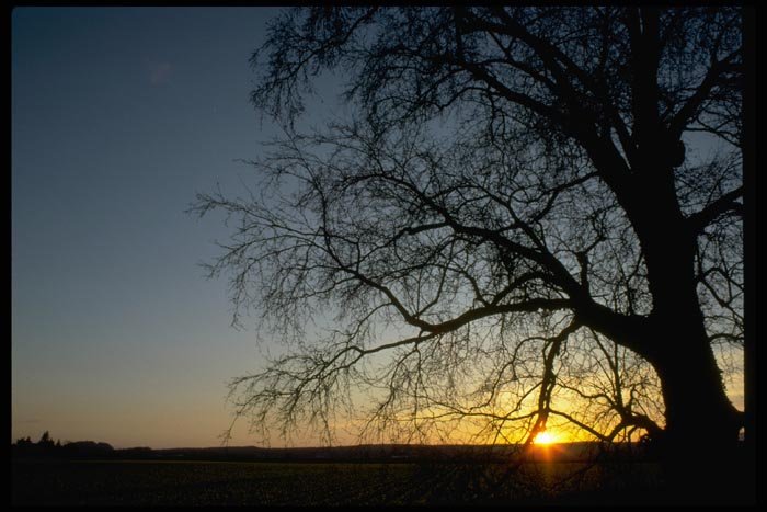 001058 Small Yellow Sunset Through Small Branches A4 Photo Print