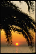 001061 Palm Tree Framing Sunset A4 Photo Print