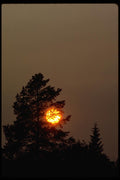 001088 Pine Tree Hiding Yellow And Orange Sunset A4 Photo Print