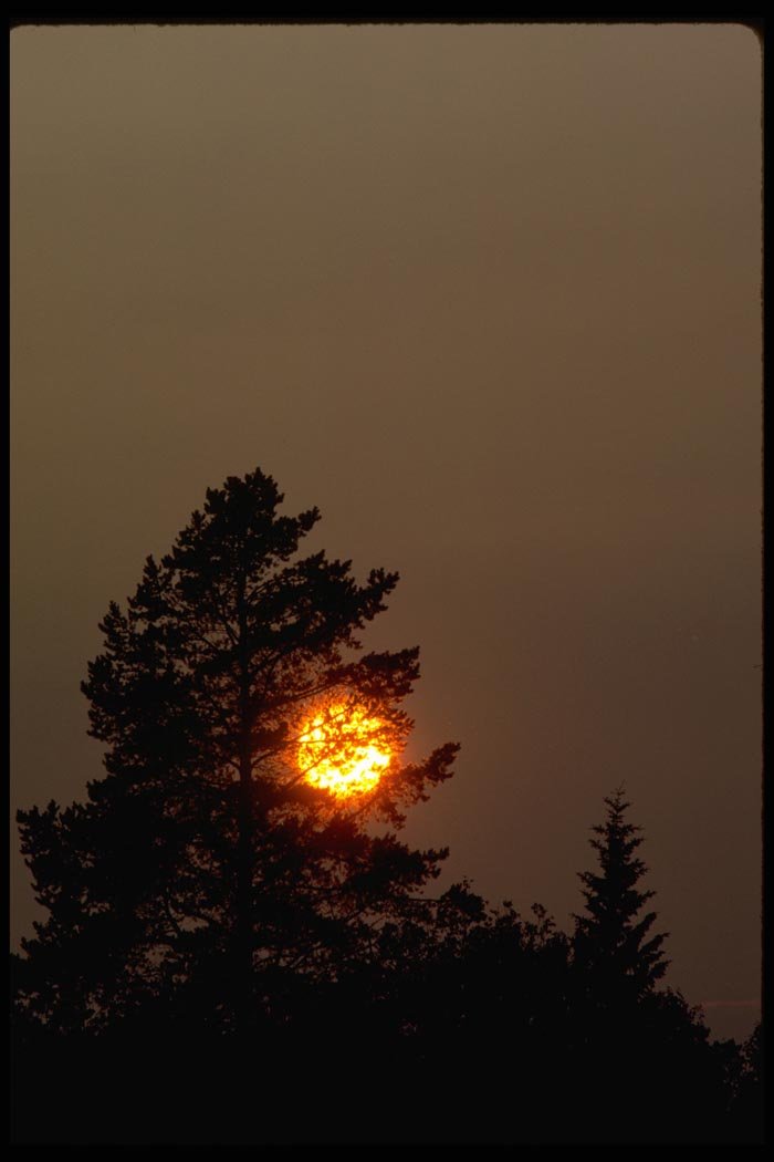 001088 Pine Tree Hiding Yellow And Orange Sunset A4 Photo Print