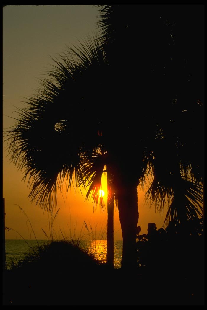 001089 Palm Trees With Reflected Sunset A4 Photo Print