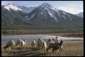 002002 Goats, Frozen Lake, Mountain A4 Photo Print