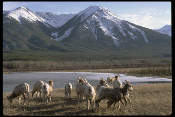 002002 Goats, Frozen Lake, Mountain A4 Photo Print