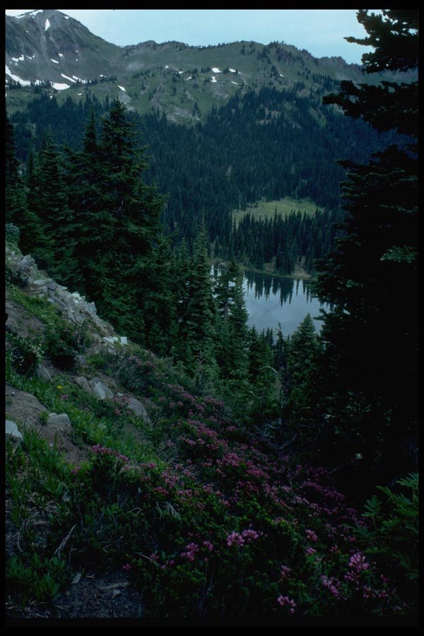 002007 Pink Flowers Overlooking Lake A4 Photo Print