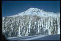 002020 Snowladen Treeline With Peak Behind A4 Photo Print