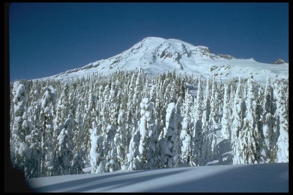 002020 Snowladen Treeline With Peak Behind A4 Photo Print