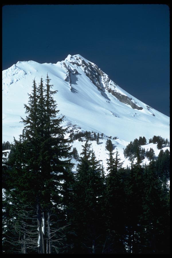 002032 Trees, Snowy Peak And Sky A4 Photo Print