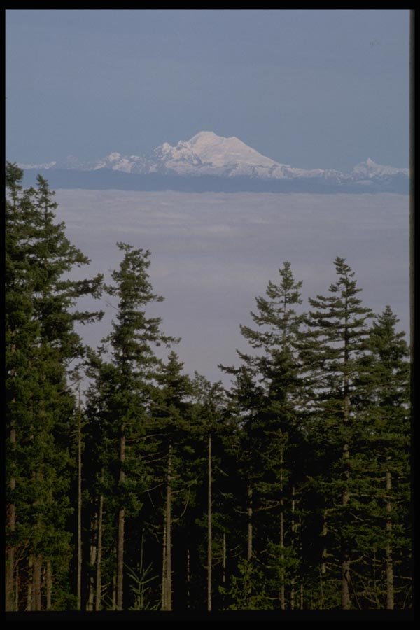 002047 Clouds Between Trees And Mountain A4 Photo Print