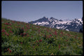 002062 Red And White Flowers, Mountain Behind A4 Photo Print