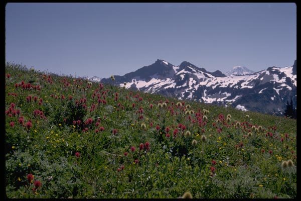 002062 Red And White Flowers, Mountain Behind A4 Photo Print