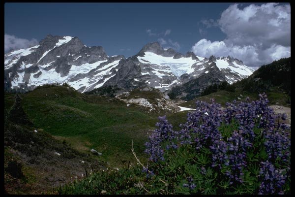 002063 Purple Lupine Framing Icy Peaks A4 Photo Print