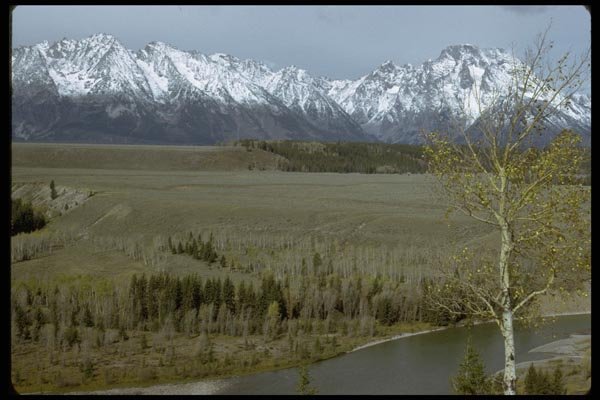 002065 Mountains Behind Plateau, Birch Tree A4 Photo Print