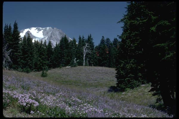 002068 Wildflowers At Ski Run, Gondolas A4 Photo Print