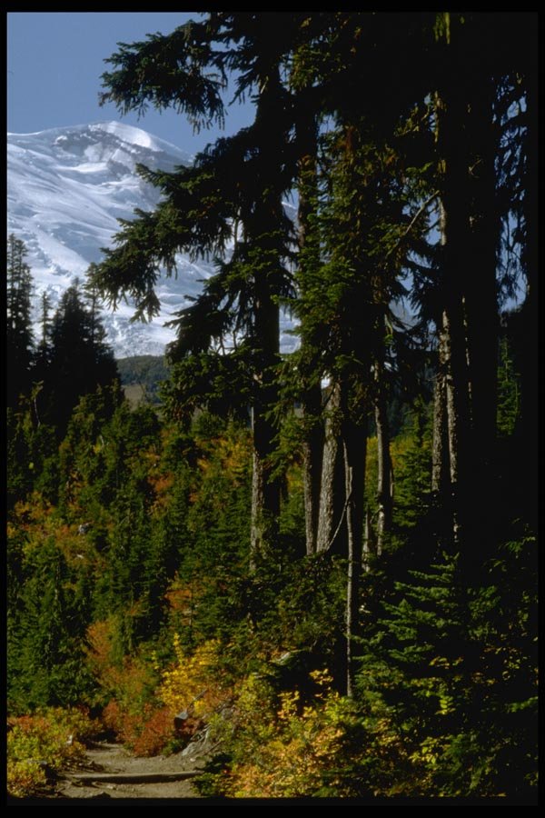 002097 Snowy Mountain Through Red Foliage A4 Photo Print