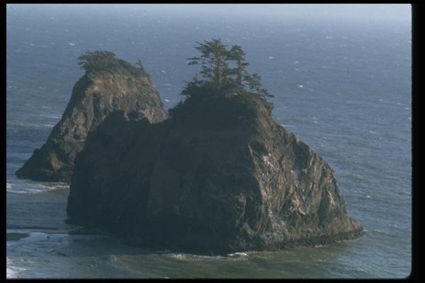 005014 Windswept Trees On Offshore Rocks A4 Photo Print