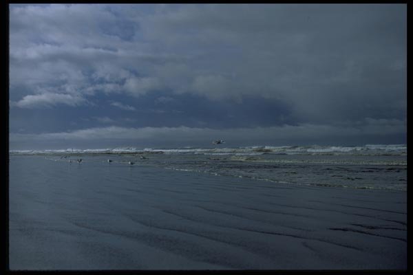005023 Seagulls On Cloudy Shore A4 Photo Print