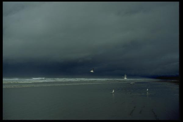 005024 Seagulls On Stormy Shore A4 Photo Print