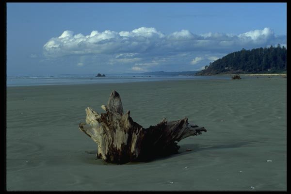 005029 Driftwood On Sand A4 Photo Print