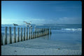 005032 Seagulls On Row Of Pilings A4 Photo Print