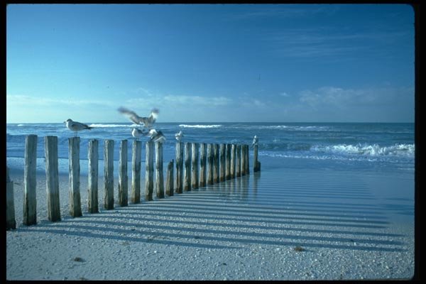 005032 Seagulls On Row Of Pilings A4 Photo Print
