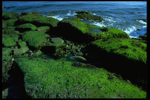 005035 Shore Rocks Covered With Sea Vegetation A4 Photo Print