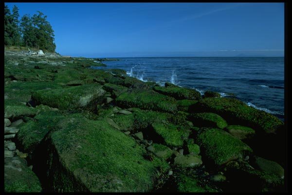 005036 Rocks Covered With Green Vegetation A4 Photo Print