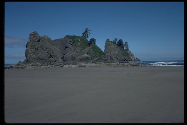005041 Trees On Rocks At Beach A4 Photo Print