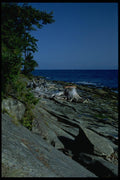 005046 Driftwood On Rocky Ledge A4 Photo Print