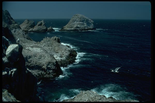 005058 Sea Coast And Rocks With Seagulls A4 Photo Print