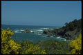 005078 Rocky Coast Through Yellow Flowers A4 Photo Print