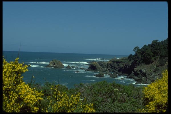 005078 Rocky Coast Through Yellow Flowers A4 Photo Print