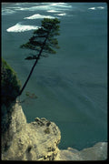 005084 Tree Clinging To Steep Cliff A4 Photo Print