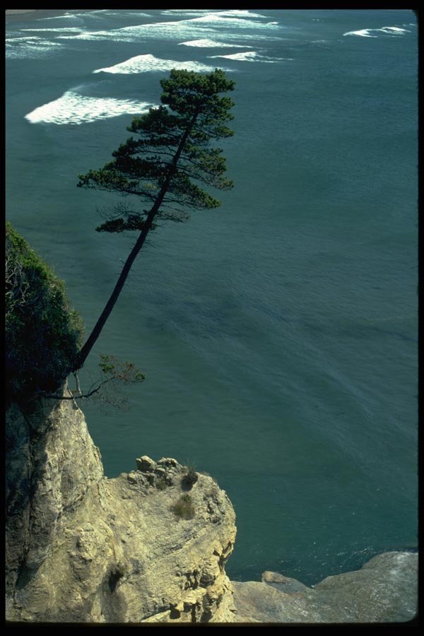 005084 Tree Clinging To Steep Cliff A4 Photo Print