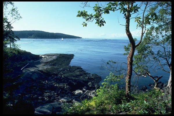 005085 Sailboat Framed By Trees A4 Photo Print