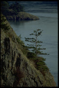 005086 Windswept Trees On Seacliffs A4 Photo Print