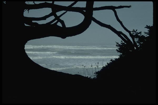 005087 Foggy Surf Silhouetted By Tree Branches A4 Photo Print