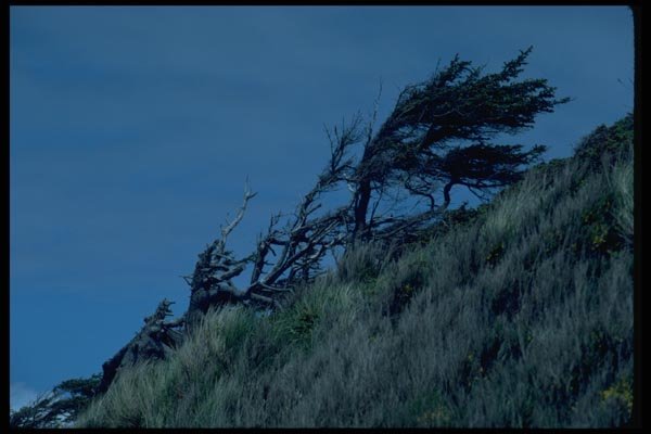 005088 Wind beaten Trees On Slope A4 Photo Print