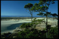 005089 Ocean And Dunes Through Trees A4 Photo Print
